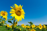 Sunflower field with cloudy blue sky