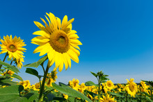 Sunflower Field With Cloudy Blue Sky