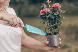 Fototapeta Lawenda - Environmental care concept. Elderly woman caring for a rose flower close up. Gardener
