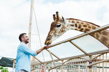 Cheerful Bearded Man Smiling While Feeding Giraffe In Zoo