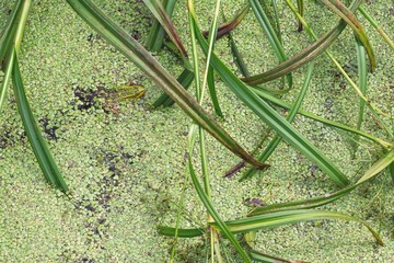 green frog in an overgrown grass pond