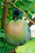 The Purple-crested Turaco Is A Species Of Bird In The Musophagidae Family