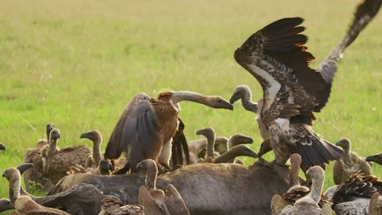 Wall Mural - ruppell's vultures fighting