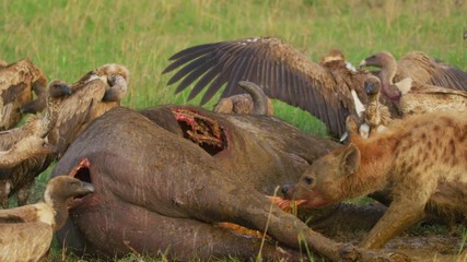 Wall Mural - hungry animals eating a carcass