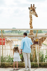 Wall Mural - back view of father and daughter standing near fence and giraffe in zoo