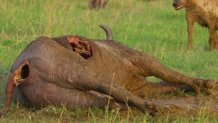 Wall Mural - carcass in the savannah