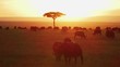 Cape buffaloes in Maasai Mara