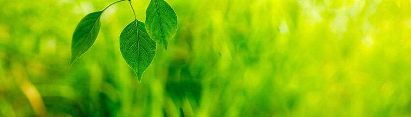 Wall Mural - green leaf, a leafy shade, panorama view of green leaf on green bokeh background