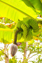 Poster - Thep Phanom banana in the nature