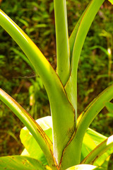 Sticker - Tree of Pa Ranong banana in the nature