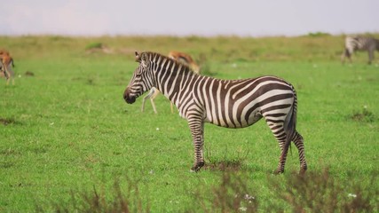 Wall Mural - plains zebra in the savannah