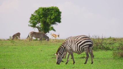 Wall Mural - zebras in the savannah