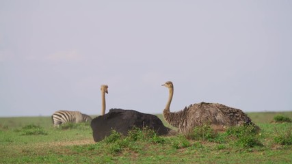 Wall Mural - male and female ostrich in maasai mara