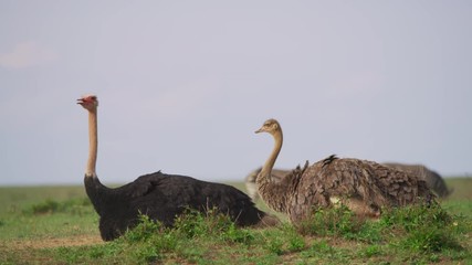 Wall Mural - ostriches in africa