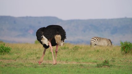 Wall Mural - ostrich and zebra in maasai mara