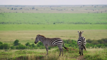 Wall Mural - zebras in the savannah