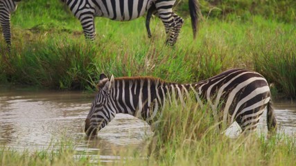 Wall Mural - common zebras near a river