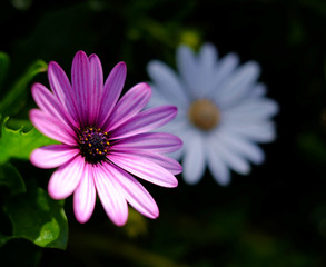 Two garden daisies, flowers in summer garden.