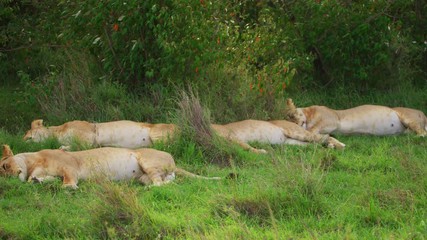 Wall Mural - lionesses resting in the grass, africa