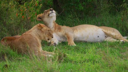 Wall Mural - lionesses resting