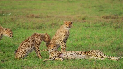 Wall Mural - cheetah cubs in maasai mara