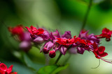 Fototapeta Storczyk - flower in garden