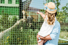 Cropped View Of Father Holding In Arms Daughter Pointing With Finger At Cage With Monkey