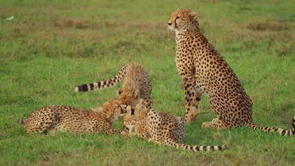 Wall Mural - cheetah with cubs, maasai mara