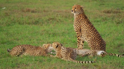 Wall Mural - cheetah with cubs, africa