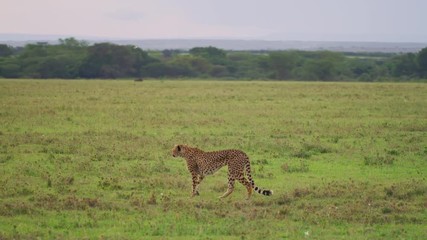 Wall Mural - cheetah walking in maasai mara
