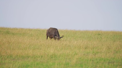Wall Mural - cape buffalo in maasai mara