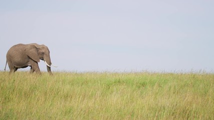 Wall Mural - elephant in the savannah