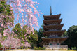 京都　醍醐寺の五重塔と桜