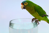 parakeet in a glass observing its sides