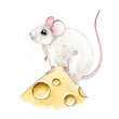 Cute little white mouse standing on a piece of cheese watercolor illustration. Small mousy hand drawn image isolated on white background