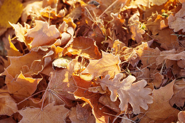 Sticker - autumn background with leaves in frost