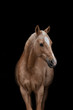 © tierfoto-guenzburg - Palomino Pferd vor schwarzem Hintergrund Portrait