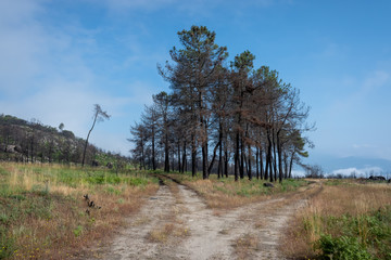 Wall Mural - Bifurcación de camino forestal en el valle de Monterrei, Ourense. Galicia., España.