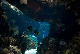 Fototapeta Do akwarium - Underwater landscape