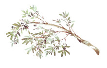 Watercolor Olive Branch On White Background. Hand Drawn Watercolor Illustration, Painting The Olive Tree.