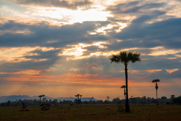 Evening weather, Silhouette sugar palm trees in the field with sun light are shone through the clouds look feel good.