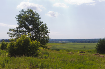 Wall Mural - Green field in summer, grass