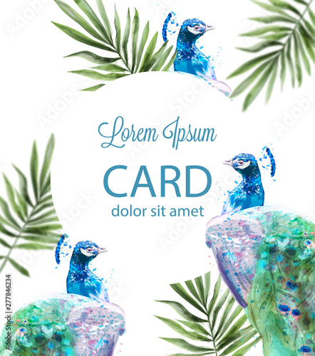Peacock tropic background Vector watercolor. Summer exotic cards
