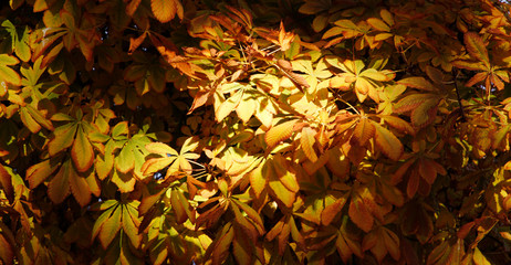 Poster - yellow leafy horse chestnut tree - panoramic