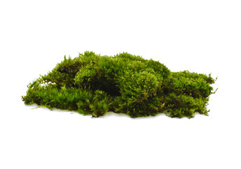 Wall Mural - Green moss on white background