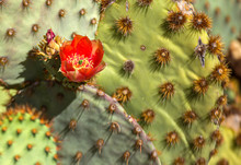 Orange Desert Cactus Flower Of Arizona