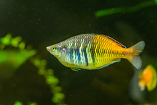 Striped Raindbow Fish In Closeup, Colorful And Popular Pet In Aquaculture, Tropical And Endangered Fish Specie From Lake Ayamaru In Indonesia