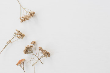 Dry floral branch on white background. Flat lay, top view minimal neutral flower composition.