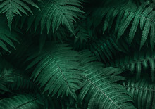 Perfect Natural Young Fern Leaves Pattern Background. Dark And Moody Feel. Top View. Copy Space.