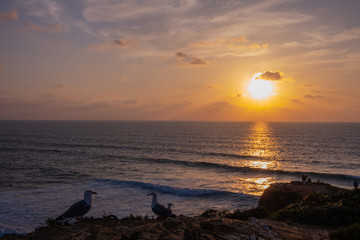 Canvas Print - gabbiani e oceano atlantico, tramonto, alba